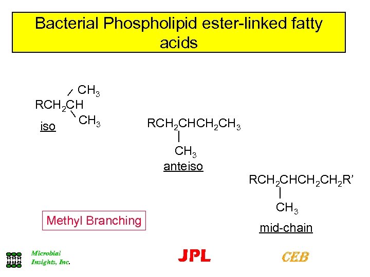 Bacterial Phospholipid ester-linked fatty acids CH 3 RCH 2 CH CH 3 iso RCH