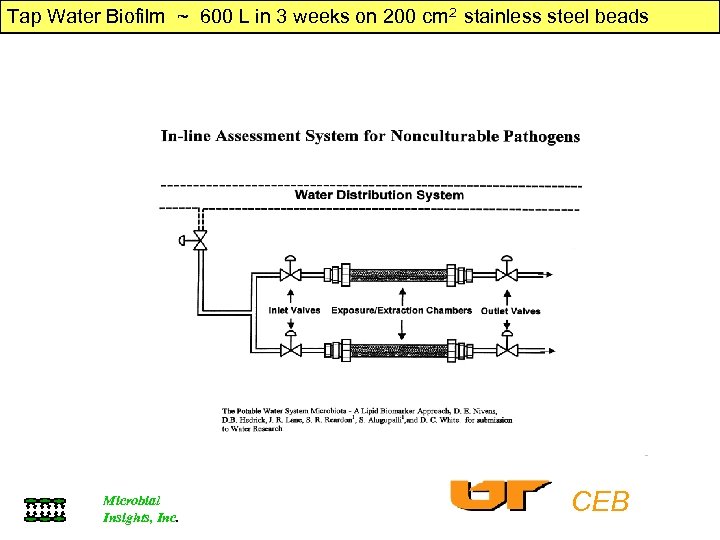 Tap Water Biofilm ~ 600 L in 3 weeks on 200 cm 2 stainless