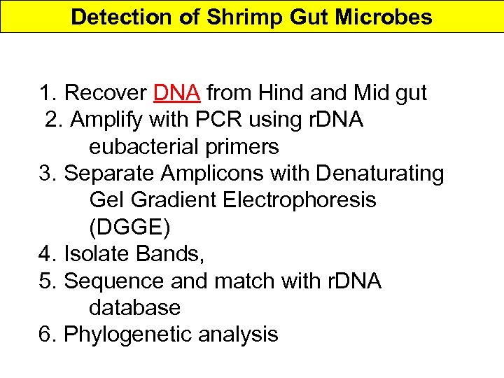 Detection of Shrimp Gut Microbes 1. Recover DNA from Hind and Mid gut 2.