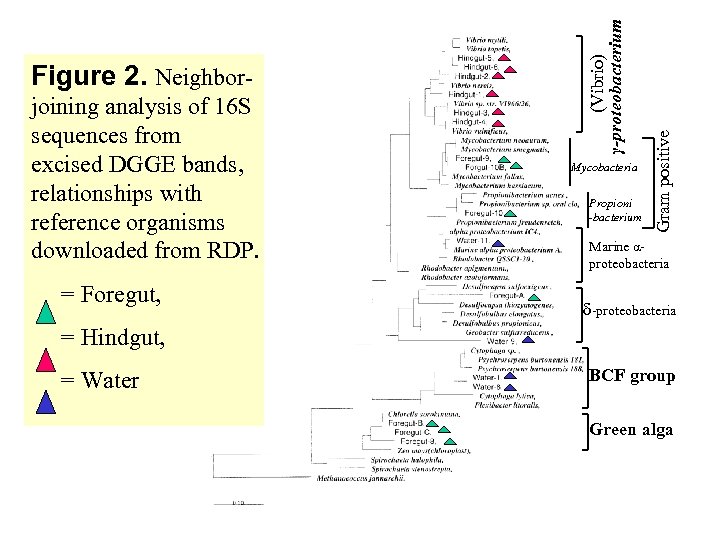 = Foregut, Mycobacteria Propioni -bacterium Gram positive joining analysis of 16 S sequences from
