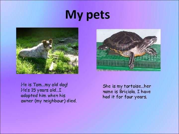 My pets He is Tom…my old dog! He’s 15 years old…I adopted him when