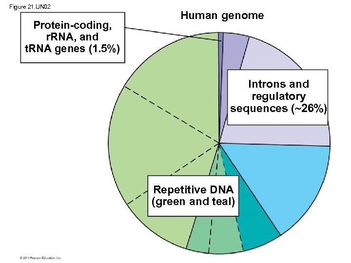 Figure 21. UN 02 Protein-coding, r. RNA, and t. RNA genes (1. 5%) Human