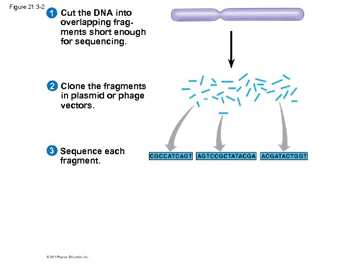 Figure 21. 3 -2 1 Cut the DNA into overlapping fragments short enough for