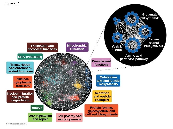 Figure 21. 5 Glutamate biosynthesis Translation and ribosomal functions Mitochondrial functions Vesicle fusion RNA