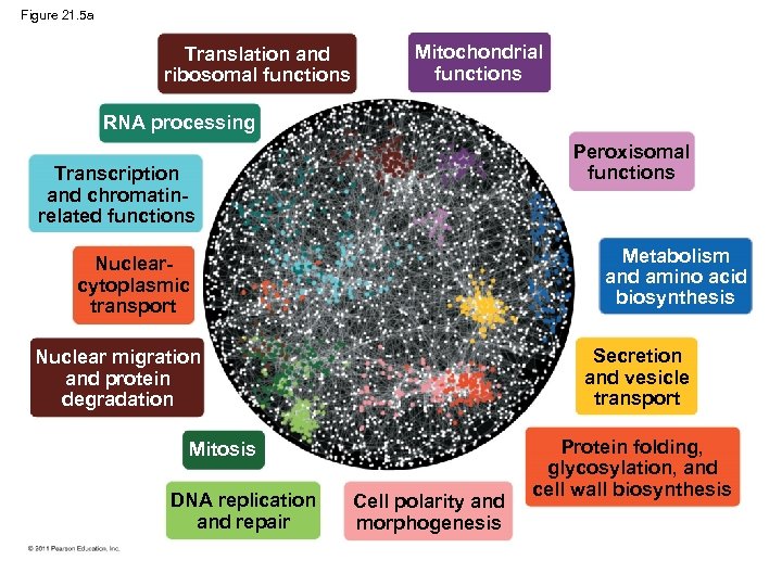 Figure 21. 5 a Translation and ribosomal functions Mitochondrial functions RNA processing Peroxisomal functions