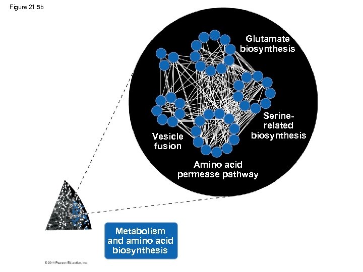 Figure 21. 5 b Glutamate biosynthesis Vesicle fusion Serinerelated biosynthesis Amino acid permease pathway