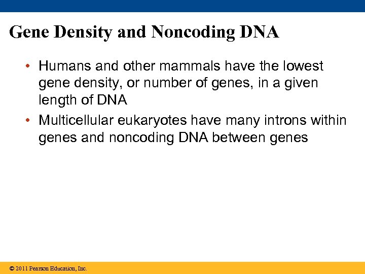 Gene Density and Noncoding DNA • Humans and other mammals have the lowest gene