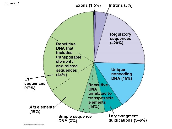 Figure 21. 7 Exons (1. 5%) L 1 sequences (17%) Alu elements (10%) Introns