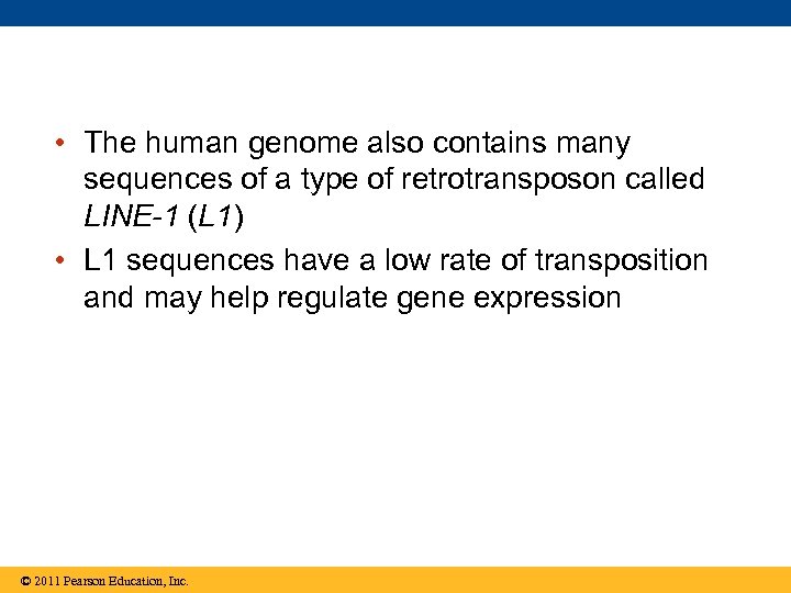 • The human genome also contains many sequences of a type of retrotransposon