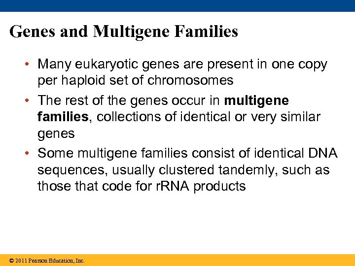 Genes and Multigene Families • Many eukaryotic genes are present in one copy per