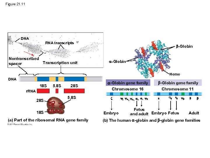 Figure 21. 11 DNA RNA transcripts Nontranscribed Transcription unit spacer -Globin Heme DNA 18