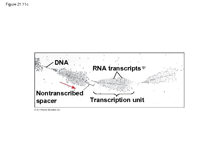 Figure 21. 11 c DNA Nontranscribed spacer RNA transcripts Transcription unit 