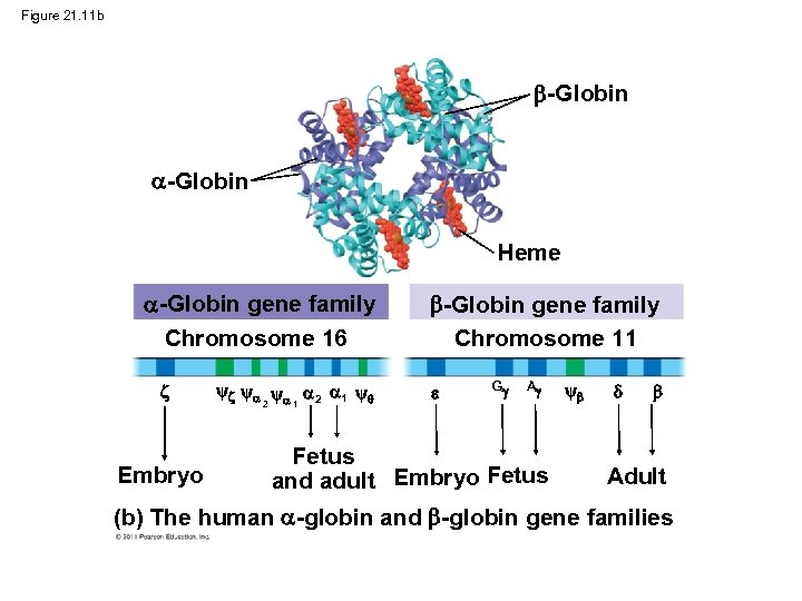 Figure 21. 11 b -Globin Heme -Globin gene family Chromosome 16 Embryo 2 1
