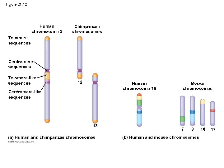 Figure 21. 12 Human chromosome 2 Chimpanzee chromosomes Telomere sequences Centromere sequences Telomere-like sequences