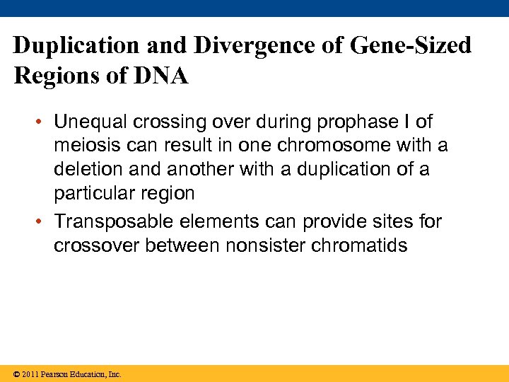 Duplication and Divergence of Gene-Sized Regions of DNA • Unequal crossing over during prophase