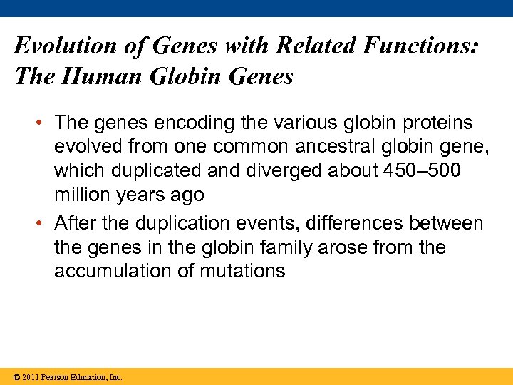 Evolution of Genes with Related Functions: The Human Globin Genes • The genes encoding