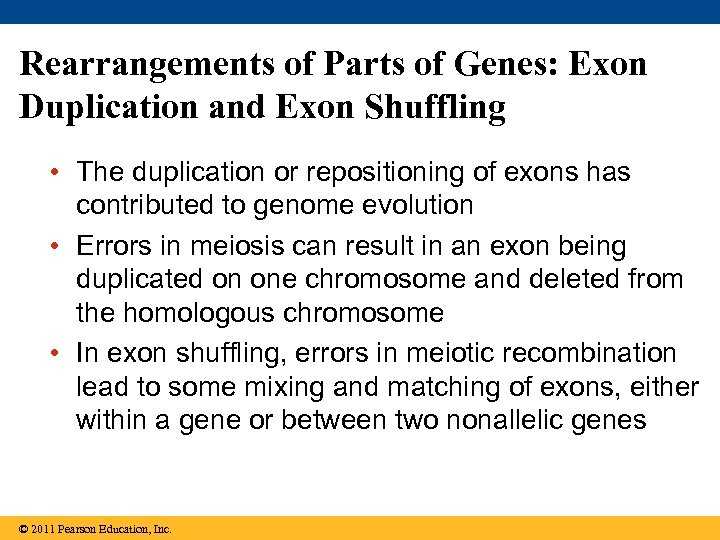 Rearrangements of Parts of Genes: Exon Duplication and Exon Shuffling • The duplication or