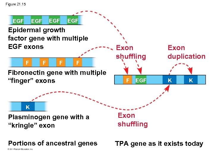 Figure 21. 15 EGF EGF Epidermal growth factor gene with multiple EGF exons F