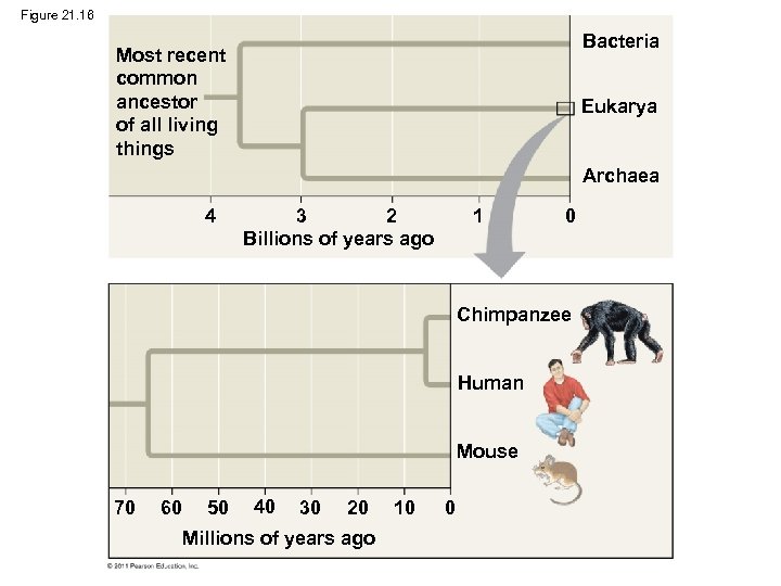 Figure 21. 16 Bacteria Most recent common ancestor of all living things Eukarya Archaea