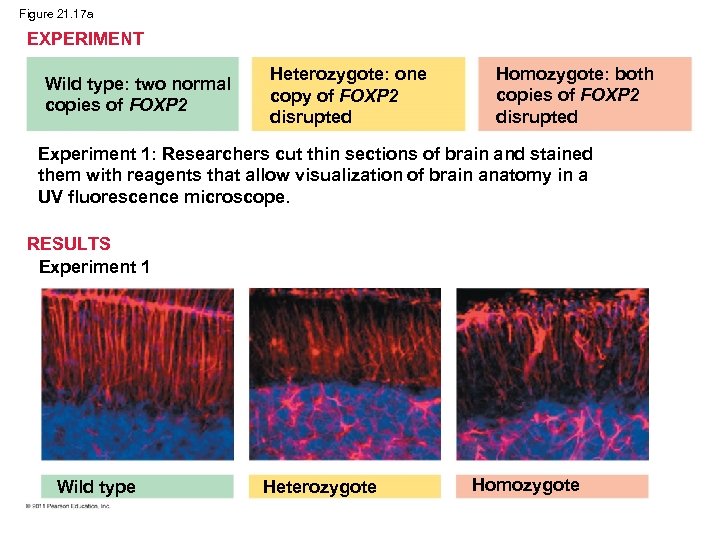 Figure 21. 17 a EXPERIMENT Wild type: two normal copies of FOXP 2 Heterozygote: