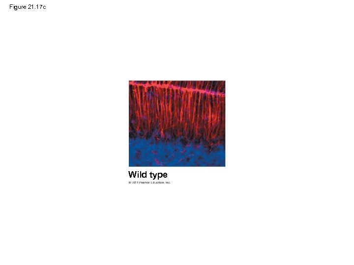 Figure 21. 17 c Wild type 