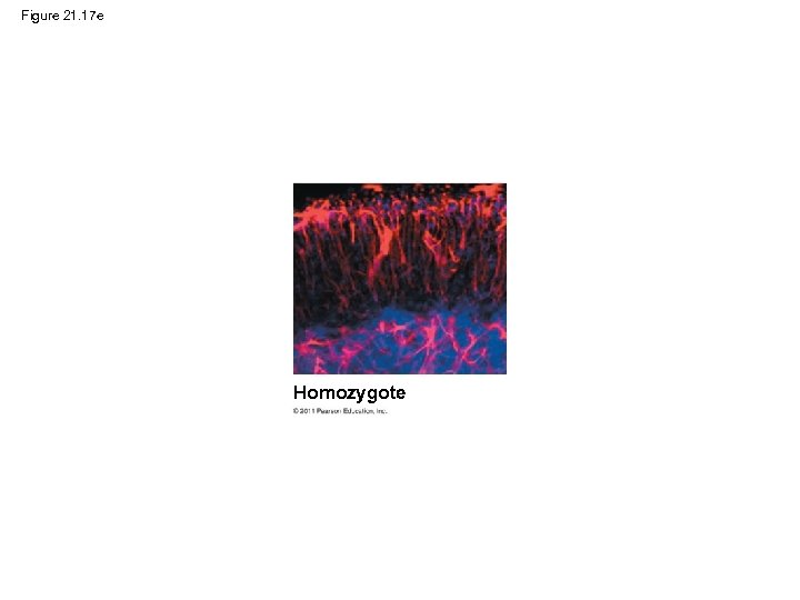 Figure 21. 17 e Homozygote 
