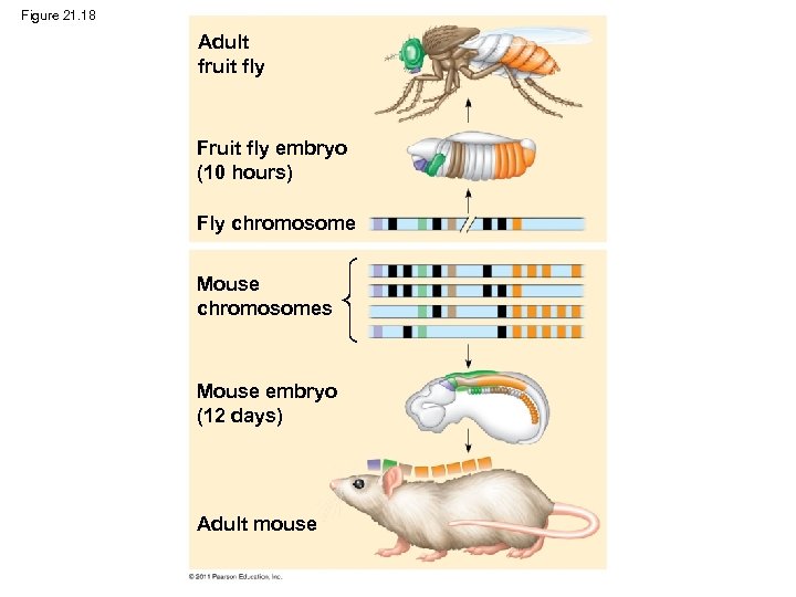 Figure 21. 18 Adult fruit fly Fruit fly embryo (10 hours) Fly chromosome Mouse