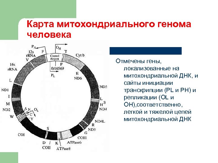 Генетическая карта как построить