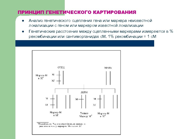 Картирование хромосом человека презентация 10 класс