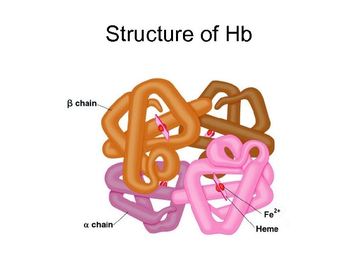 Structure of Hb 