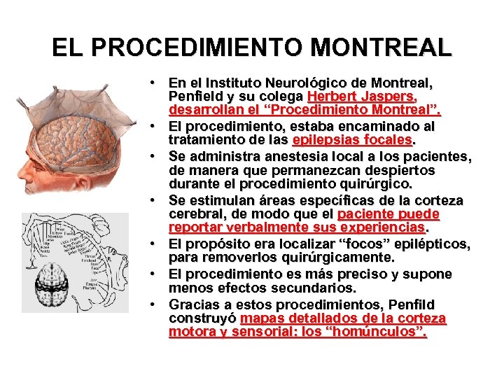 EL PROCEDIMIENTO MONTREAL • En el Instituto Neurológico de Montreal, Penfield y su colega