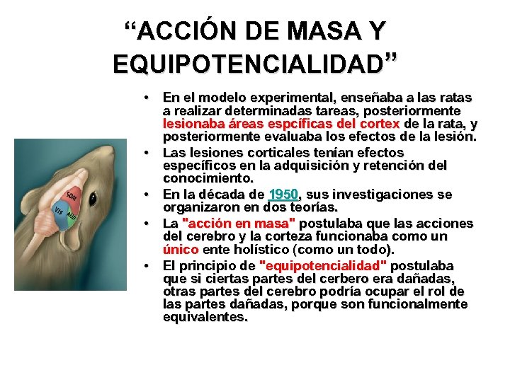 “ACCIÓN DE MASA Y EQUIPOTENCIALIDAD” • En el modelo experimental, enseñaba a las ratas