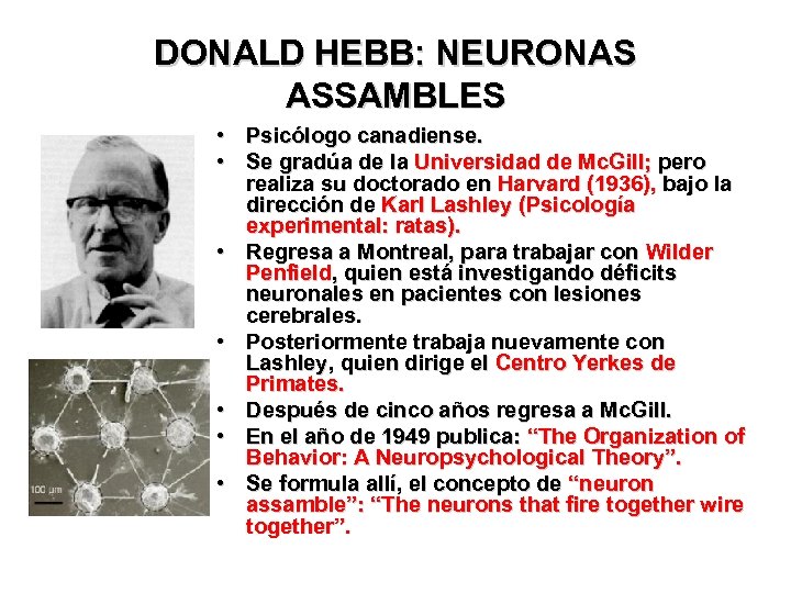 DONALD HEBB: NEURONAS ASSAMBLES • Psicólogo canadiense. • Se gradúa de la Universidad de