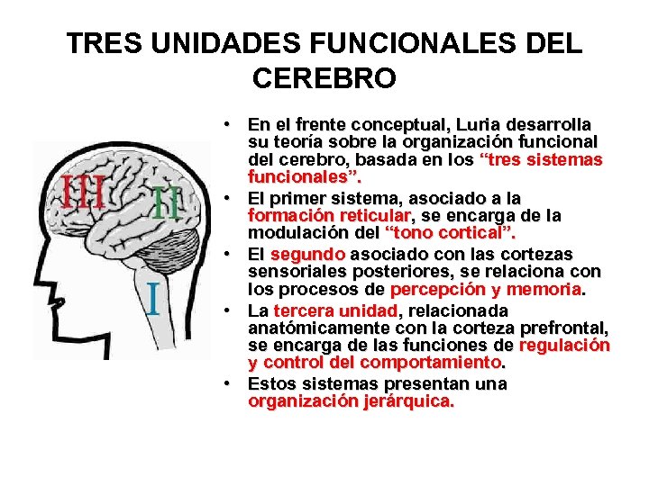 TRES UNIDADES FUNCIONALES DEL CEREBRO • En el frente conceptual, Luria desarrolla su teoría