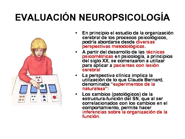 EVALUACIÓN NEUROPSICOLOGÍA • • En principio el estudio de la organización cerebral de los