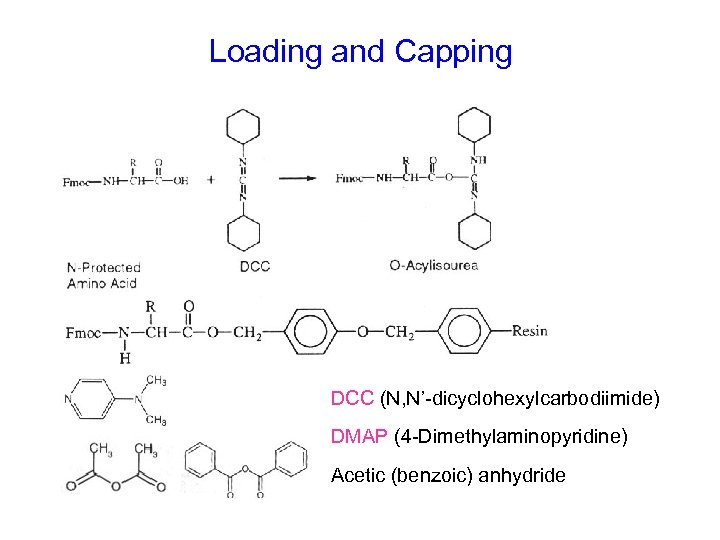 Loading and Capping DCC (N, N’-dicyclohexylcarbodiimide) DMAP (4 -Dimethylaminopyridine) Acetic (benzoic) anhydride 