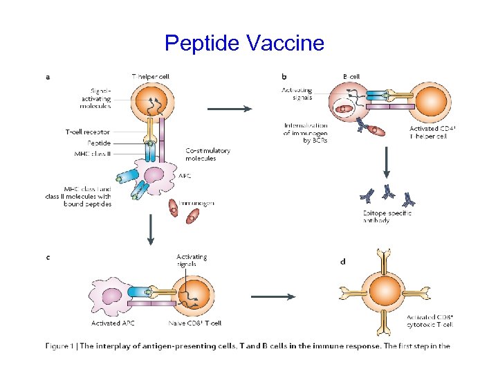 Peptide Vaccine 