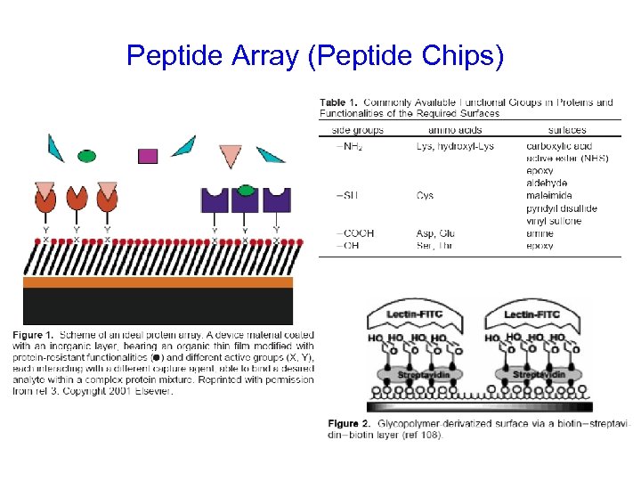 Peptide Array (Peptide Chips) 