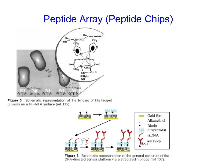 Peptide Array (Peptide Chips) 