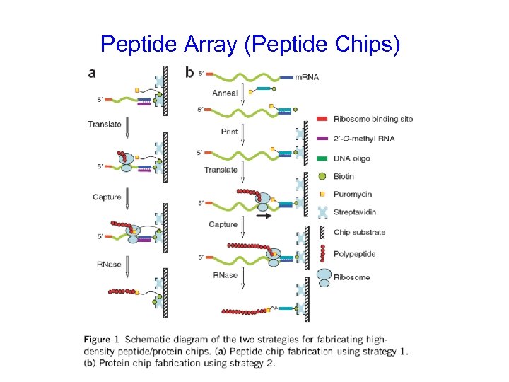 Peptide Array (Peptide Chips) 