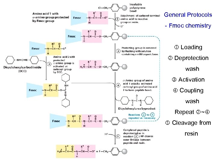 General Protocols - Fmoc chemistry Loading Deprotection wash Activation Coupling wash Repeat ~ Cleavage