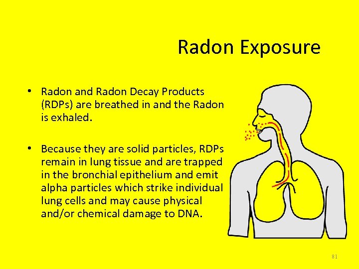 Radon Exposure • Radon and Radon Decay Products (RDPs) are breathed in and the