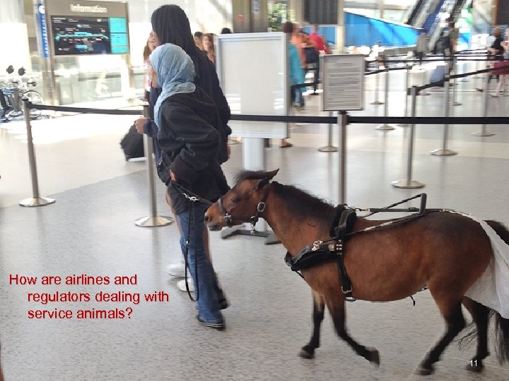 How are airlines and regulators dealing with service animals? 11 