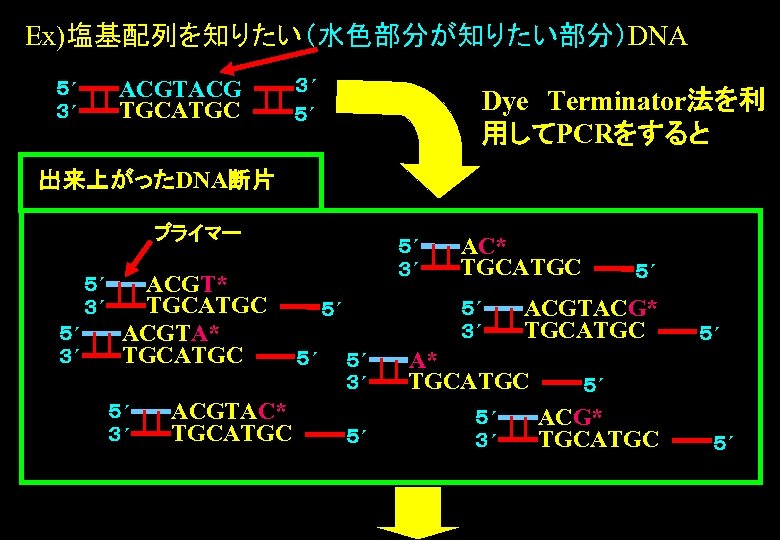 Ex)塩基配列を知りたい（水色部分が知りたい部分）DNA ACGTACG TGCATGC ５´ ３´ ３´ ５´ Dye　Terminator法を利 用してPCRをすると 出来上がったDNA断片 プライマー ５´ ３´ ACGT*