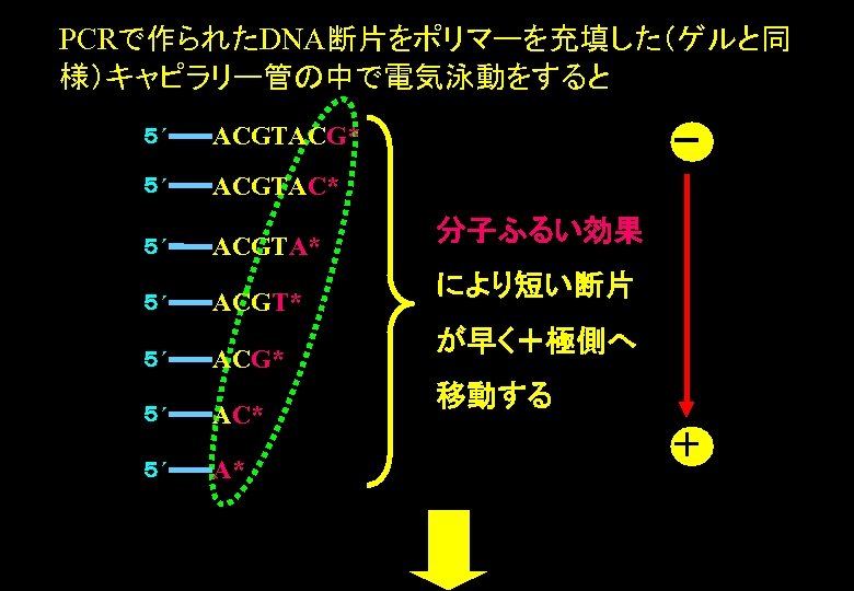 PCRで作られたDNA断片をポリマーを充填した（ゲルと同 様）キャピラリー管の中で電気泳動をすると ５´ ACGTACG* ５´ ACGTAC* ５´ ACGTA* ５´ ５´ ACGT* ACG* AC* A*