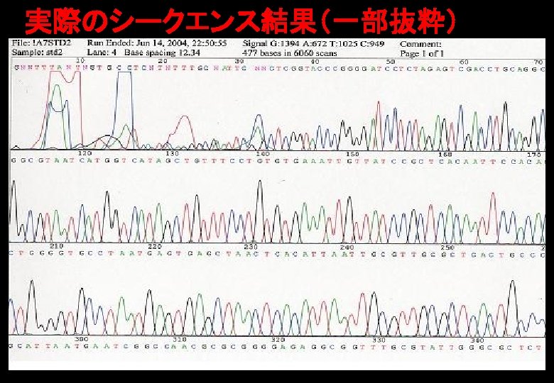 実際のシークエンス結果（一部抜粋） 