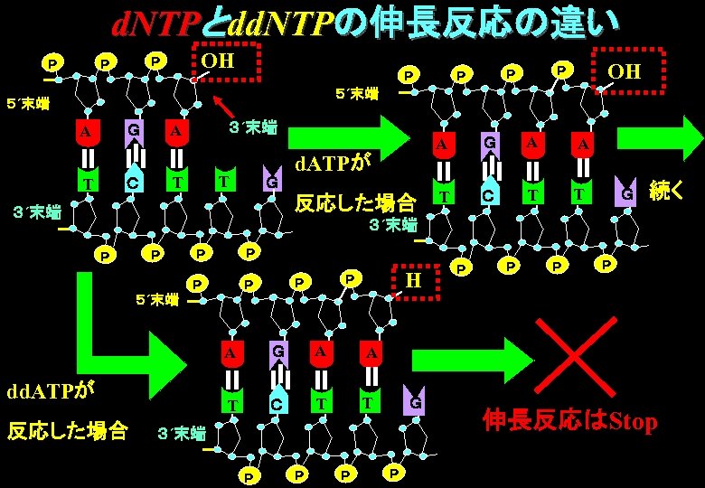 d. NTPとdd. NTPの伸長反応の違い Ｐ OH Ｐ Ｐ Ｐ ５´末端 A T T Ｃ T