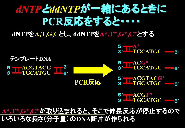 d. NTPとdd. NTPが一緒にあるときに PCR反応をすると・・・・ d. NTPをA, T, G, Cとし、dd. NTPをA*, T*, G*, C*とする ５´