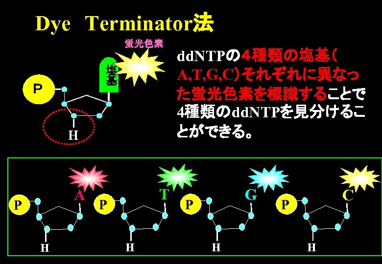 Dye　Terminator法 蛍光色素 塩 基 Ｐ H A P H T P H dd. NTPの４種類の塩基（