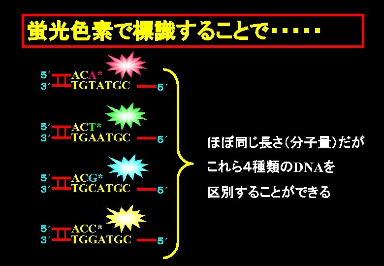 蛍光色素で標識することで・・・・・ ５´ ３´ ACA* TGTATGC ５´ ５´ ３´ ACT* TGAATGC ５´ ほぼ同じ長さ（分子量）だが これら４種類のDNAを ５´